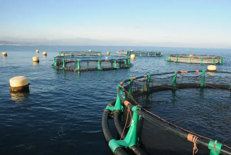 Cages d'engraissement en mer ouverte dans la baie de M'diq